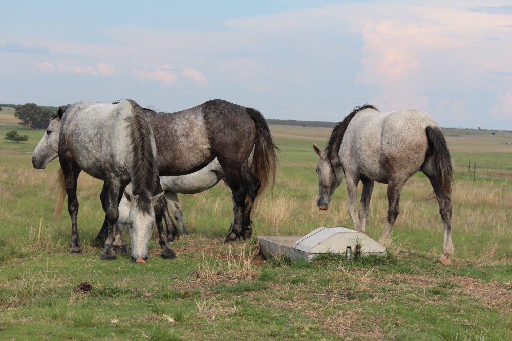Pure bred percheron sport horses013.jpg